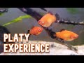 Platy fish  my experience keeping