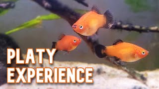 Platy Fish My Experience Keeping