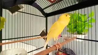 YELLOW CANARY, canary training song, canary, screenshot 2