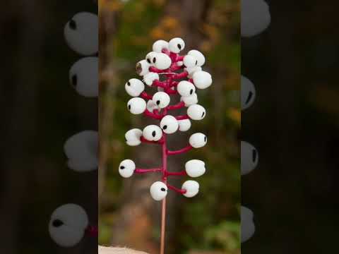 SCP的な 見た目 だけ SCPな実在生物 学生 Shorts Short Scp 生物 生き物 Inshot 海洋 植物 イカ 忘れじの言の葉 ダズビー トレンド 