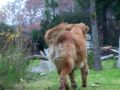 perro Hündin dog kutya ribanc hond 犬 fena cane 암캐 bitch chien gos
