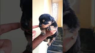 Cute puppies. rottweiler shorts india cute cutedog dog