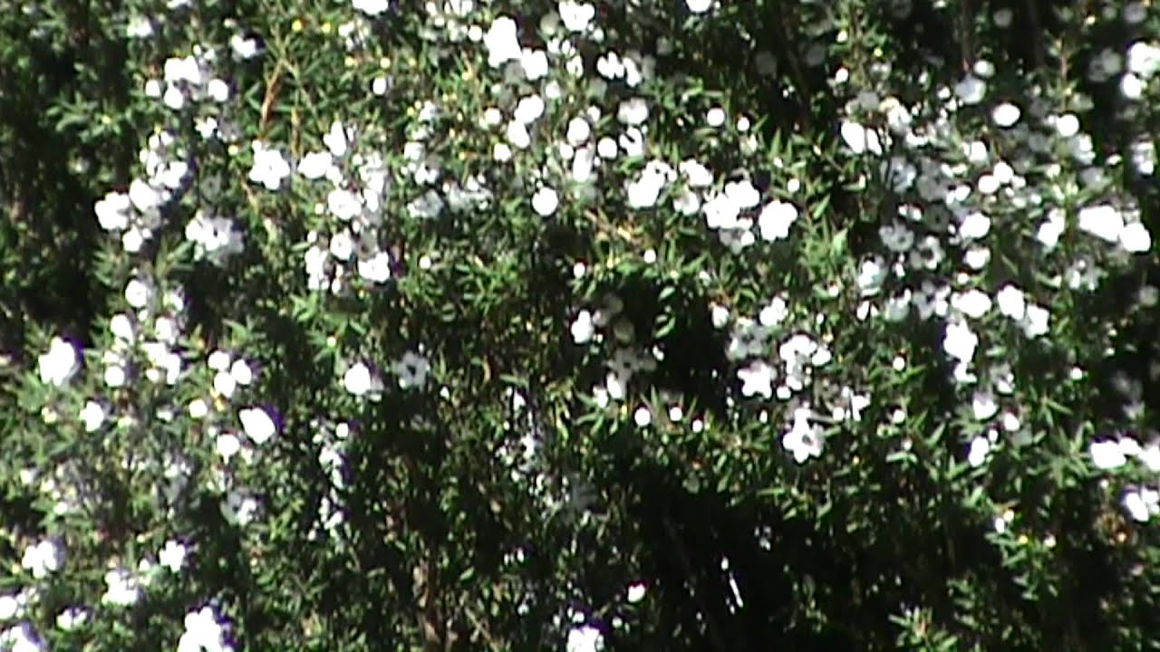 Sony DCR-SX45E - Test 2 - Resized to 1080p Full HD