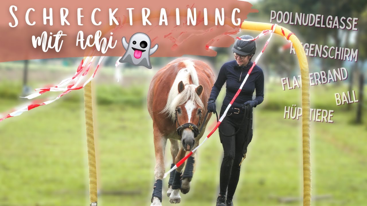 SCHRECKTRAINING MIT ACHI 👻 – Jungpferd | Trainingstagebuch #1