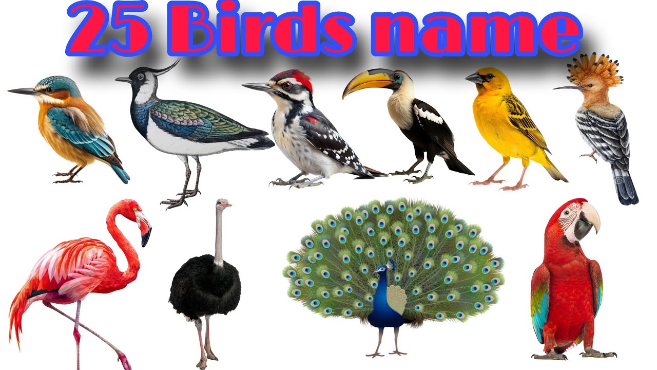 बच्चों के लिए पक्षियों के नाम | Birds name with pictures 
