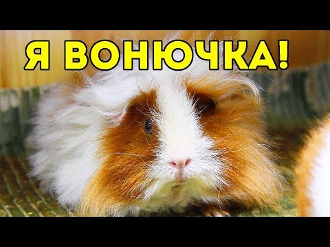 Морские свинки и ароматный вопрос - почему питомцы пахнут и как избавиться от неприятного запаха безопасно и эффективно Воняют ли морские свинки: причины запаха и как избавиться от неприятного запаха