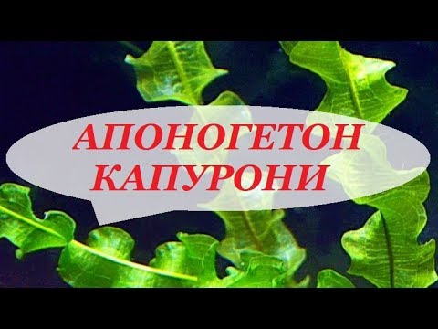 Аквариумные растения. Апоногетон Капурони - содержание, размножение, уход.