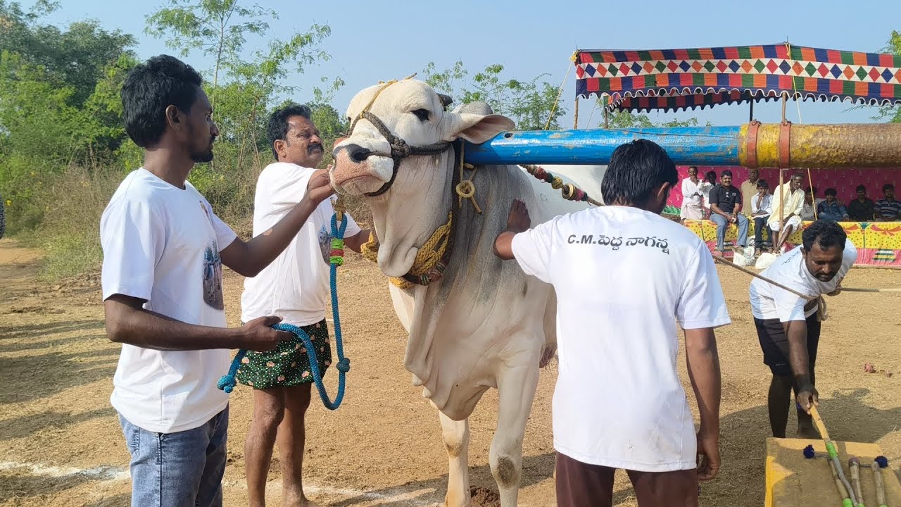 కొక్కెరంచ  6పళ్ళ విభాగం 7వ జత..