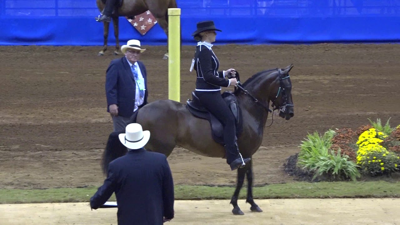 2017 Paso Fino Nationals Fino Amateur Owner Fillies 4 Years HERMOSA