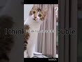 i cat go home 😭🏡 #viral #memes #relatable #cat #funny