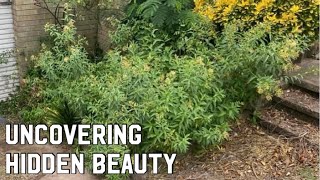 EXTREME OVERGROWN GARDEN BED RESTORATIONS PART ONE