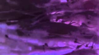 Look Whos Talking - Bravio