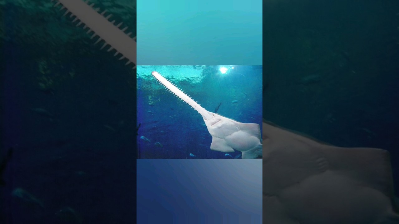 Sawfish, an interesting animal in danger of extinction. 