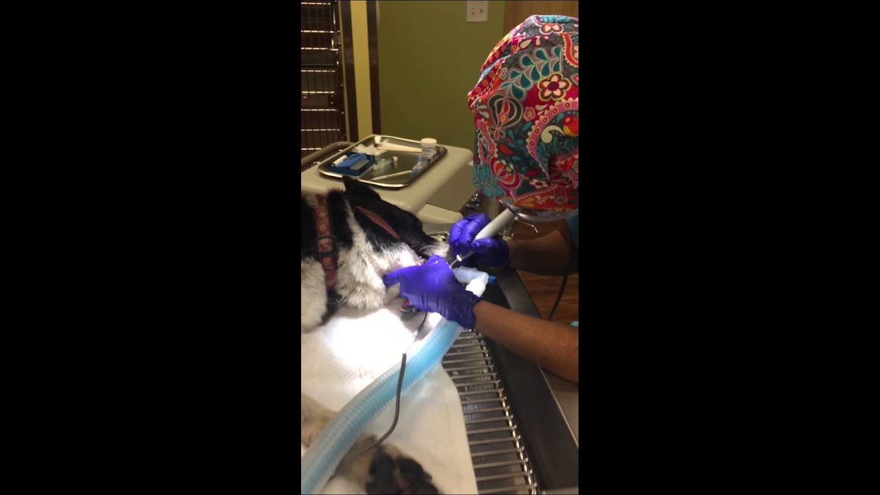 Dog Dental Cleaning at Wasatch Hollow Animal Hospital YouTube