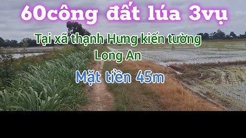(Tập 81) Chào bán 60công đất lúa 3vụ,Tại xã thạnh Hưng,Kiến tường,Long An:Mặt tiền 45mWt☎️0335535649