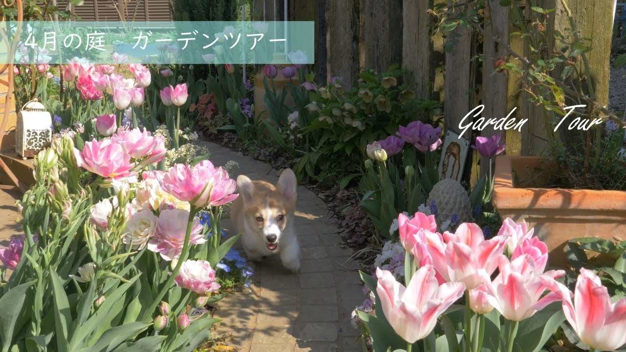 フラワー・ガーデニング uyiyiytiy maxresdefault.jpg