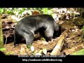 Sun Bear Diet | Sun Bear Feeding On Pill Millipede Using Claws And Teeth | BSBCC
