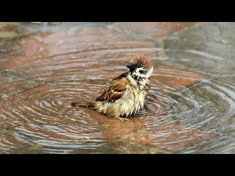 Афанасий Фет - Весенний дождь