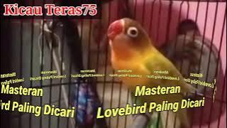 Masteran Lovebird Paling Disukai Juri