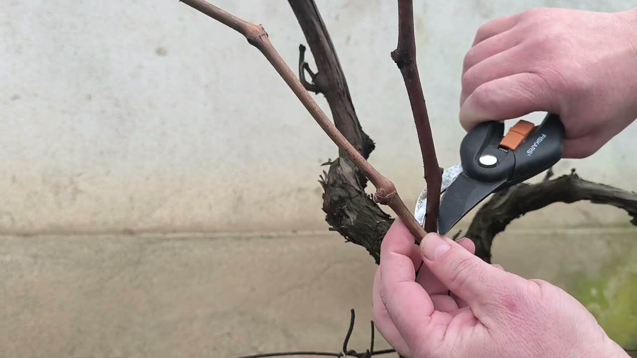 Csemegeszölö suli,, Az oltás ,, feketébe fekete, lemosó permetezés mivel, metszés ősszel és tavassza