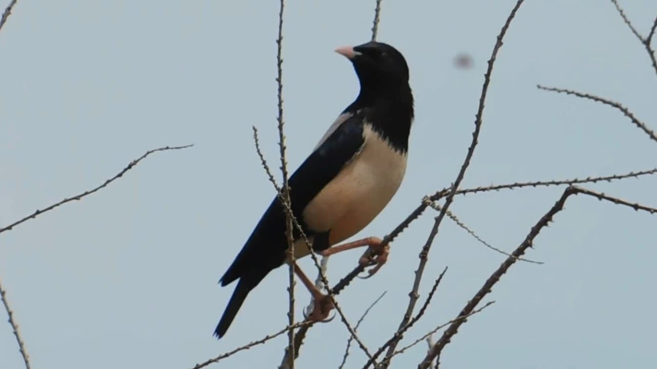 sturnus roseus - birds of Greece