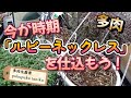今が時期【ルビーネックレス】を仕込もう! 多肉生産者「pukupuku taniku」