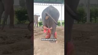 Behind Collecting Elephant Dung shorts