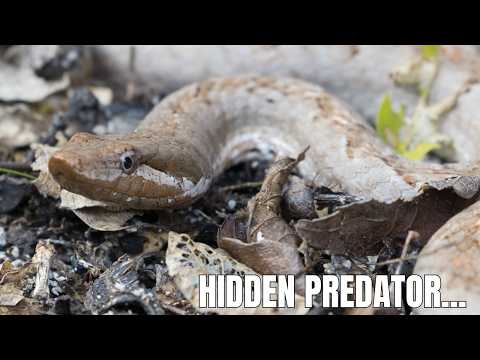 VENOMOUS OR HARMLESS? | HISPANIOLA CAT EYED SNAKE | ISLA CATALINA | DOMINICAN REPUBLIC | WILDLIFE