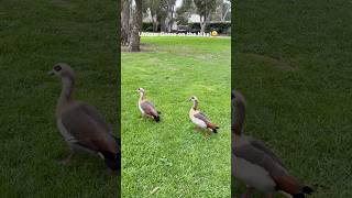 Unique Geese on the Hike | Egyptian Goose Couple Walking at the Park #birds #wildlife #shorts