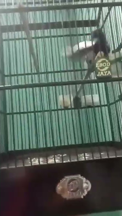 KACER JINAK BIRAHI TINGGI  YANG OVER PENJEMURAN