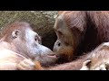熱いキスをするオランウータン/ Orangutans kissing a lot