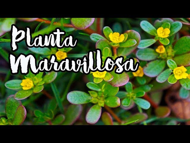 CULTIVA Esta PODEROSA Planta 🌱 || 🌱 La VERDOLAGA y Su Consumo - YouTube
