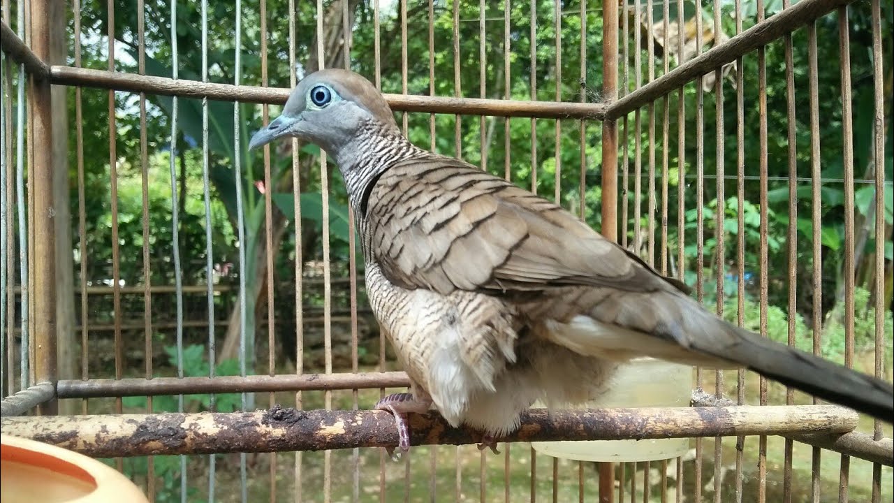 #perkutut. Cara memandikan perkutut agar cepat jinak 