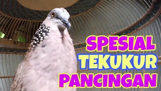 Tekukur Kuk 2 Gacor Suara Adem, Ampuh Buat Pancingan Tekukur Malas Bunyi‼️