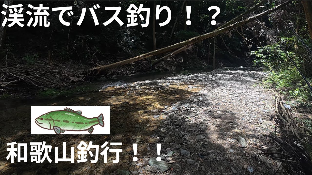 こんな渓流にバスおるん！？和歌山バス釣り釣行記録！新規開拓