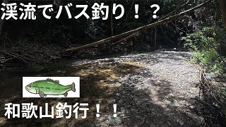 こんな渓流にバスおるん！？和歌山バス釣り釣行記録！新規開拓