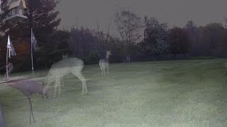 Trail Cam Footage May 2024