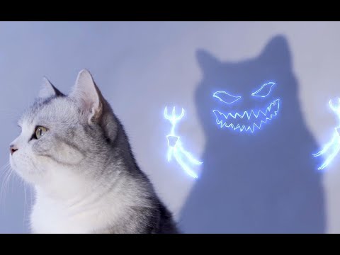 扎心翻拍《Bad Guy》MV，有的猫看着可爱，实际上可渣了