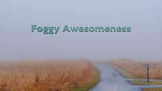 Multi day Foggy Forest Photos and White Balance Challenges screenshot 2