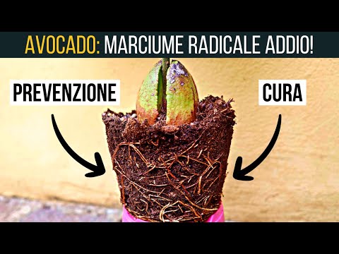 Video: Sintomi di antracnosi nell'avocado - Trattamento dell'antracnosi sugli alberi di avocado