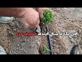 از کاشت تا برداشت فلفل صفر تا صد در 5 دقیقه ویدیو آموزشی