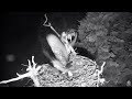 Combined GHO attacks on Hog Island Ospreys nest . 21 July 2017