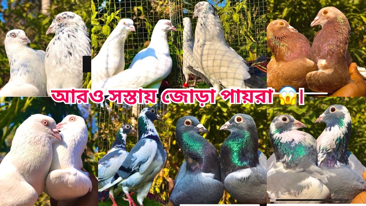 আরও সস্তায় জোড়া পায়রা 🥰।​@alok_shah |