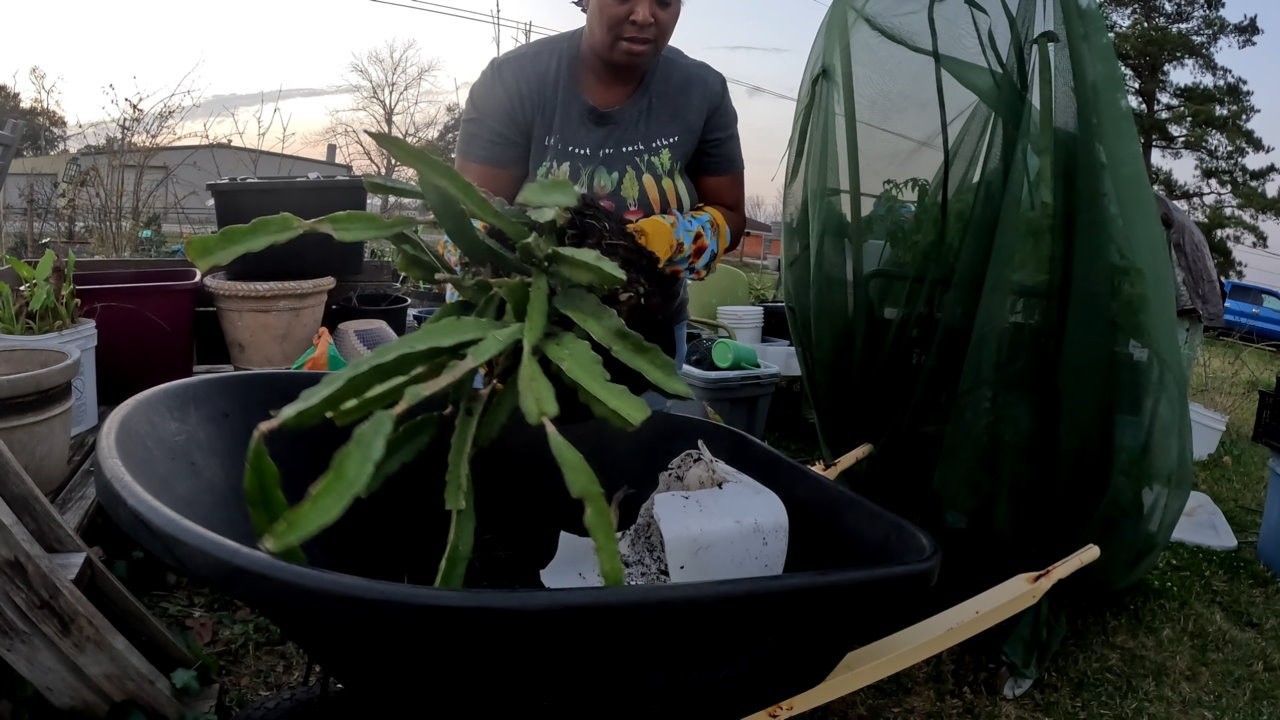 НОВЫЙ ДОМ ДЛЯ DRAGON FRUIT