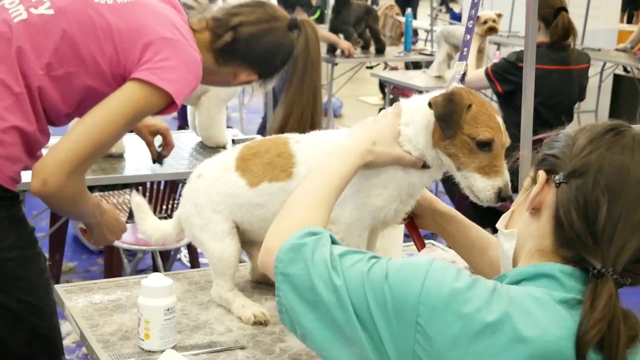 Тримминг Джек Рассела | Грумінг салон Charlie&Woof - YouTube