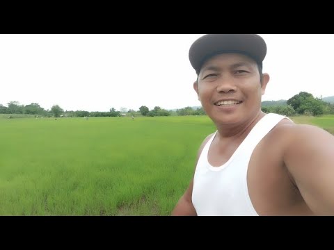 Abono na tayo ng palay after 1 month #viralvideo