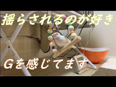 激しく揺らされてもブランコから落ちない文鳥