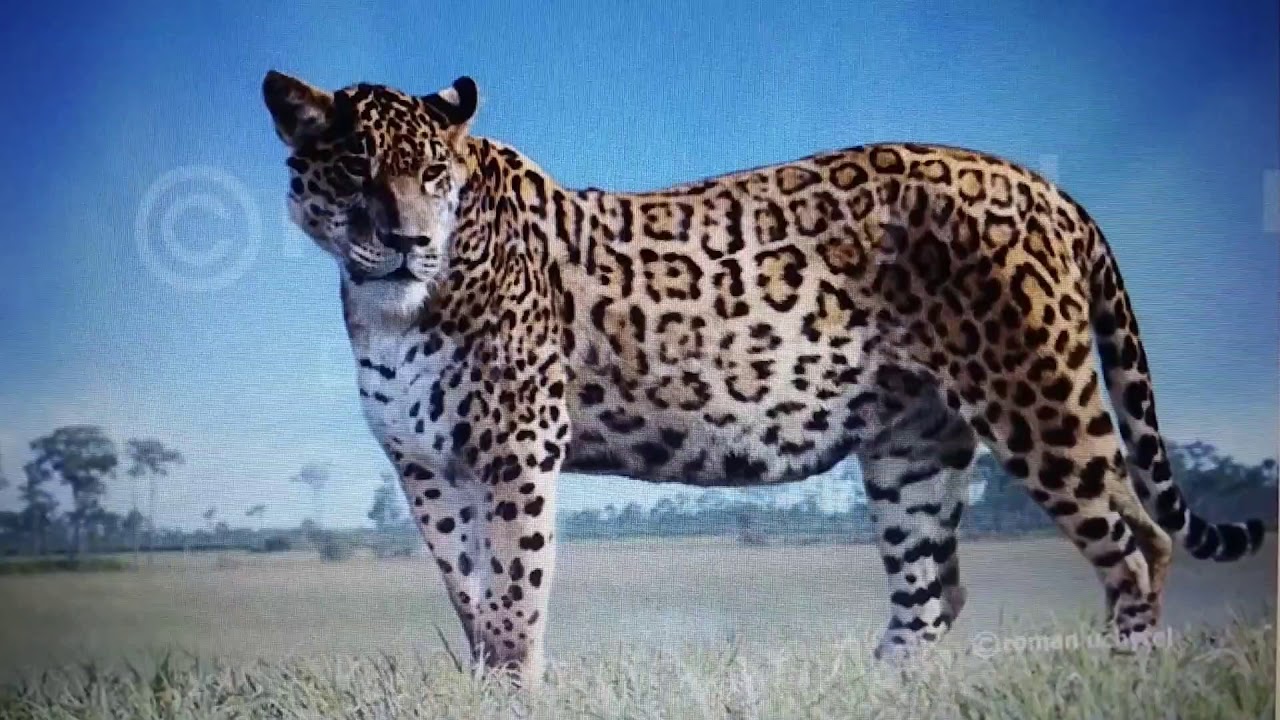 Giant jaguar sound effects YouTube