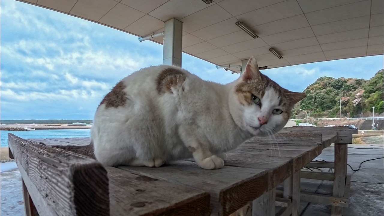 Back at the harbor after a while… a super friendly cat came for