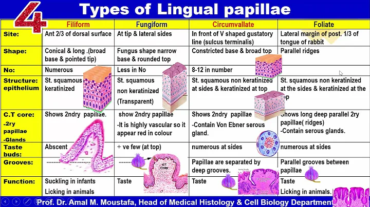 Histology of the Tongue Dr Amal Moustafa